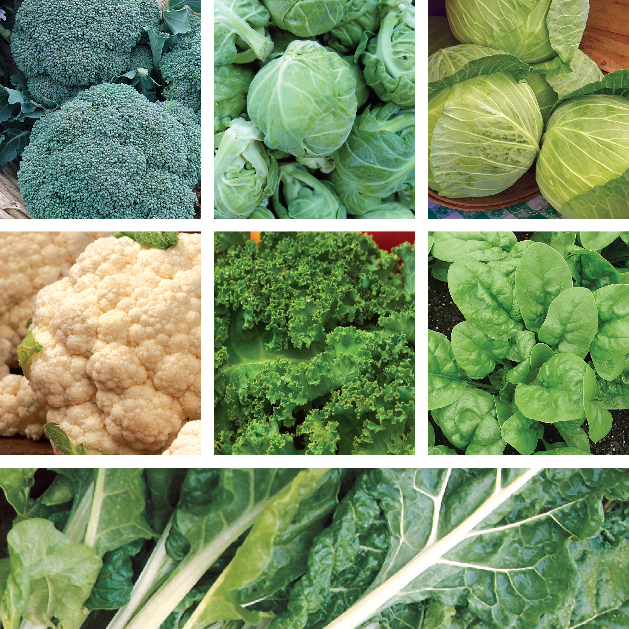 Grid of cold hardy vegetables